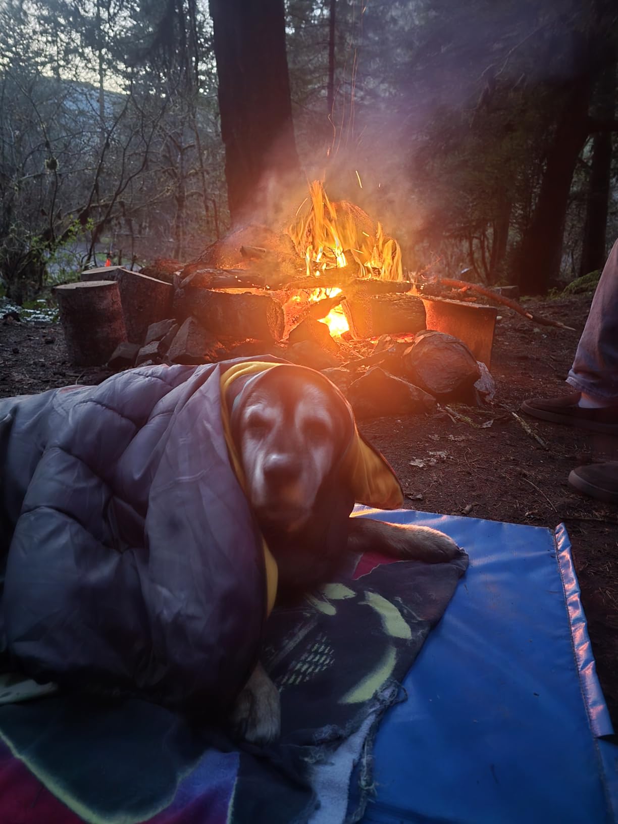Lifeunion Dog Sleeping Bag with Storage Bag Waterproof Warm Packable Dog Bed for Travel Camping Hiking Backpacking (Blue) customer photo 2
