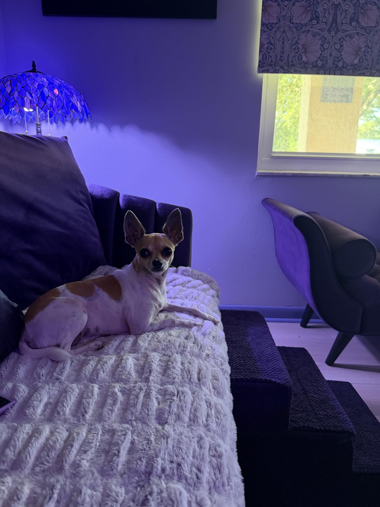EHEYCIGA Dog Stairs for Bed 18