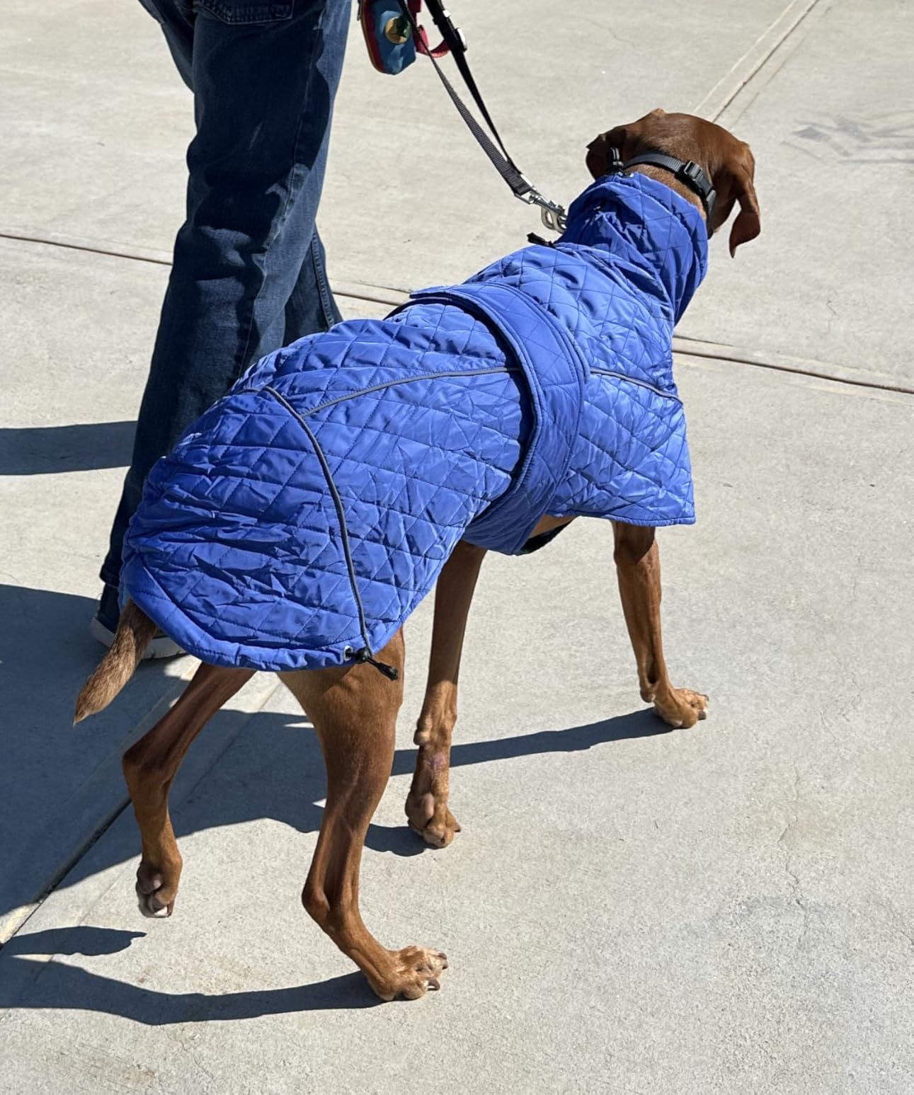 Greyhound Lurcher Winter Coat Whippet Warm Coat with Fleece Water Resistant Dog Jacket with Hook Loop Closure Zipper Harness Hole - Navy - XLarge customer photo 1