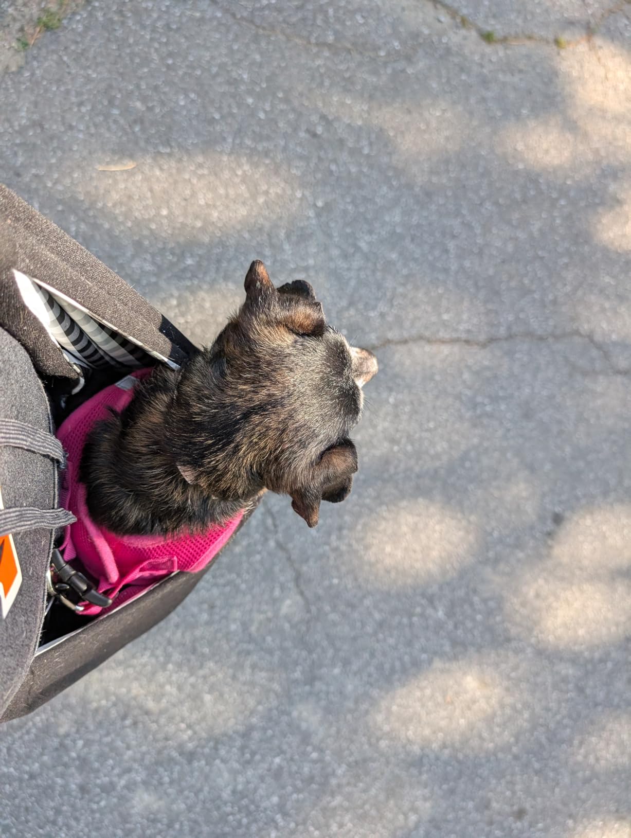 Tomkas Small Dog Sling Carrier - Classic Pocket & Classic Strap - Wrap Carrier - for 3-10 lbs Pets (Black) customer photo 1