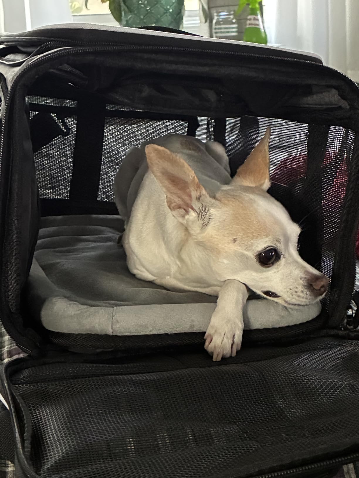 Petskd Top-Expandable Pet Carrier 18x11x11 Inches Delta American United Airline Approved, Soft-Sided Carrier for Small Cats and Dogs with Locking Safety Zippers and Anti-Scratch Mesh(Black) customer photo 2
