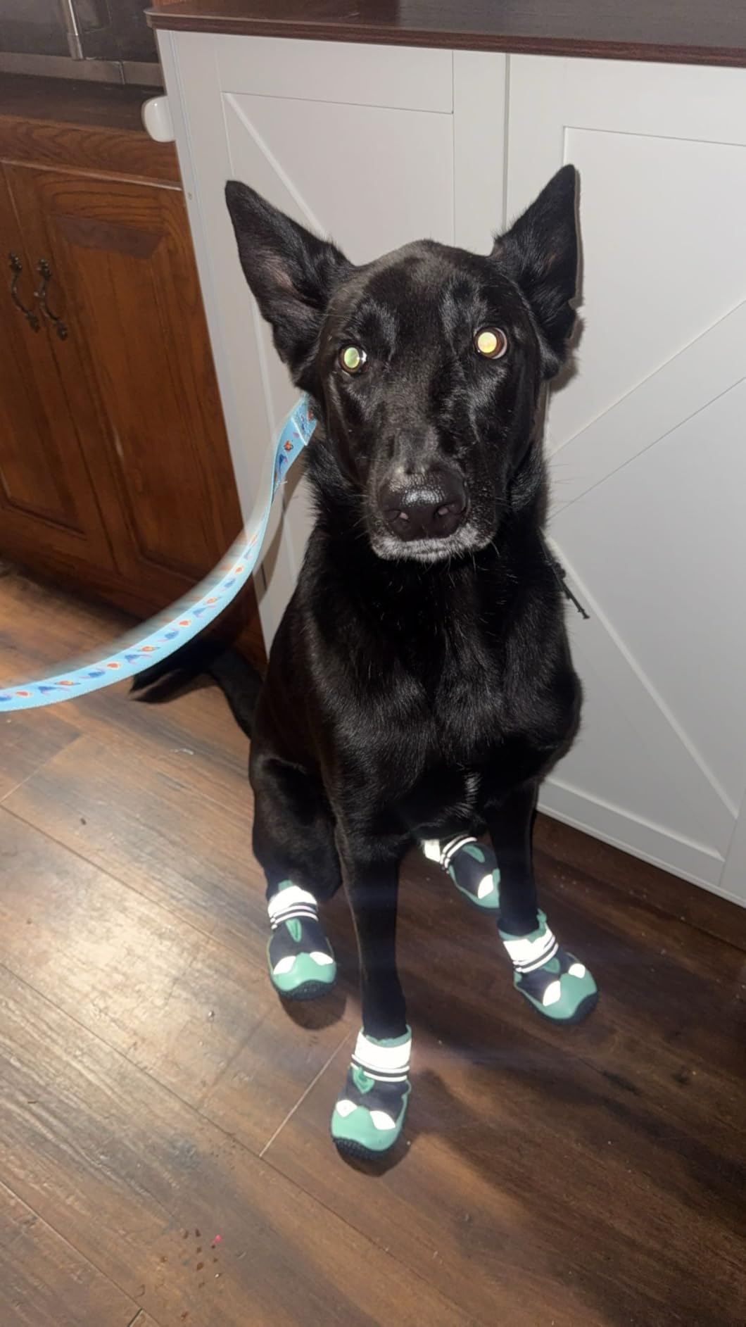 SlowTon Dog Shoes for Large Small Medium Dogs - Breathable Dog Boots for Summer Hot Pavement, Paw Protector with Anti-Slip Rubber Sole customer photo 1