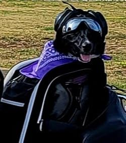 JFG RACING Motorcycle Pet Carrier, 20lbs Dog/Cat Carrier Bags, Portable Folding Dog Backpack Carrier for Street Glide Road King Goldwing GL1800 ATV ADV with Passenger Touring Seat or Luggage Rack customer photo 2