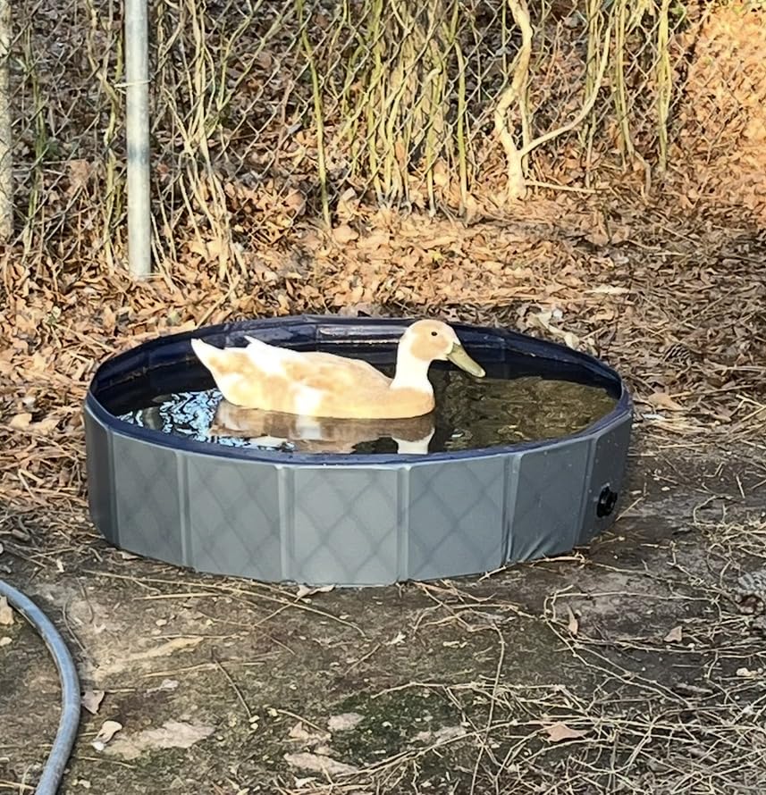 Eooqi Foldable Dog Pool, Portable Pet Bath Tub and Kiddie Swimming Pool, Collapsible Bathtub for Puppies, Small, Medium and Large Dogs, Cats and Kids, 32 x 8 in, Blue customer photo 2