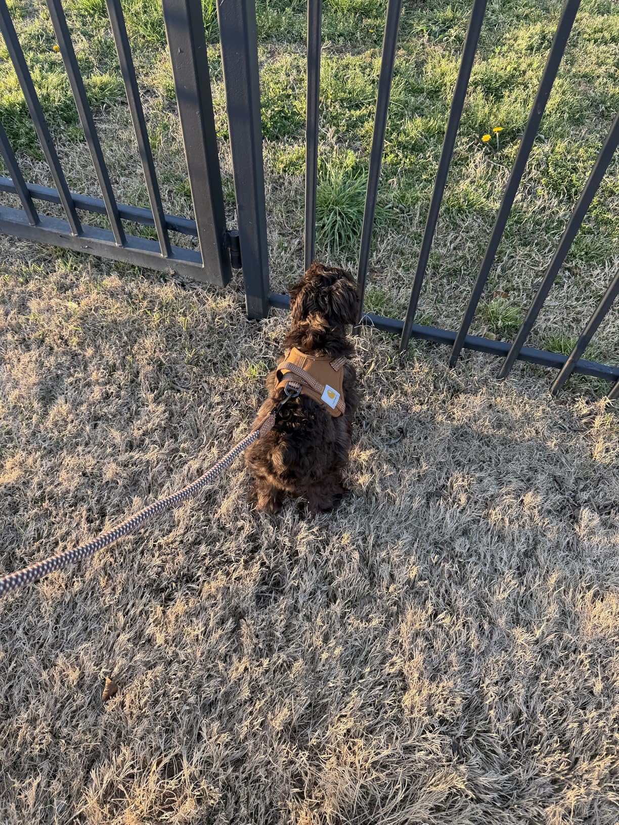 Carhartt Nylon Duck No Pull Dog Harness, Fully Adjustable Dog Harness with Quick Control Handle and Reflective Accents, Carhartt Brown, Medium customer photo 2