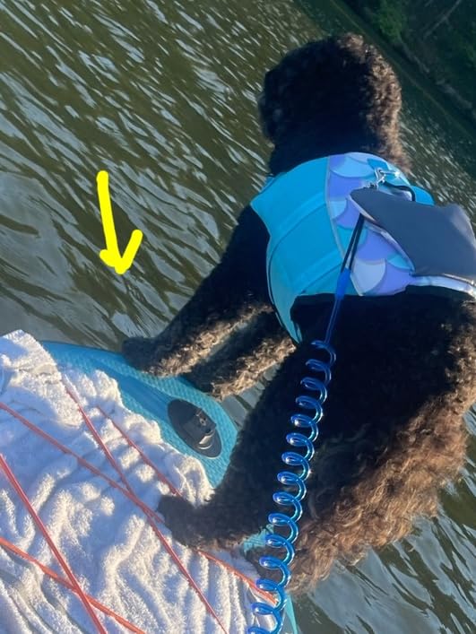Dogcheer Dog Life Jacket, Cute Shark Dog Life Vest for Swimming Boating with Superior Buoyancy and Rescue Handle, Adjustable Puppy Floating Swim Vest for Small Medium Large Dogs - Pool Blue, S customer photo 2