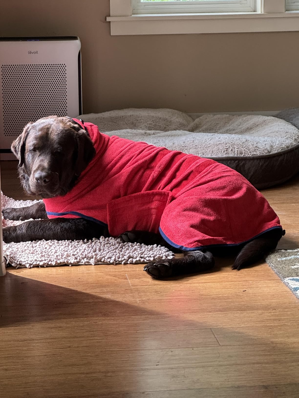 Dog Drying Coat, Microfiber Dog Drying Bag - Absorbent Pet Bathrobe for Dogs & Cats, Adjustable Collar & Belly Strap, Fast Drying Coat, Large Grey customer photo 1