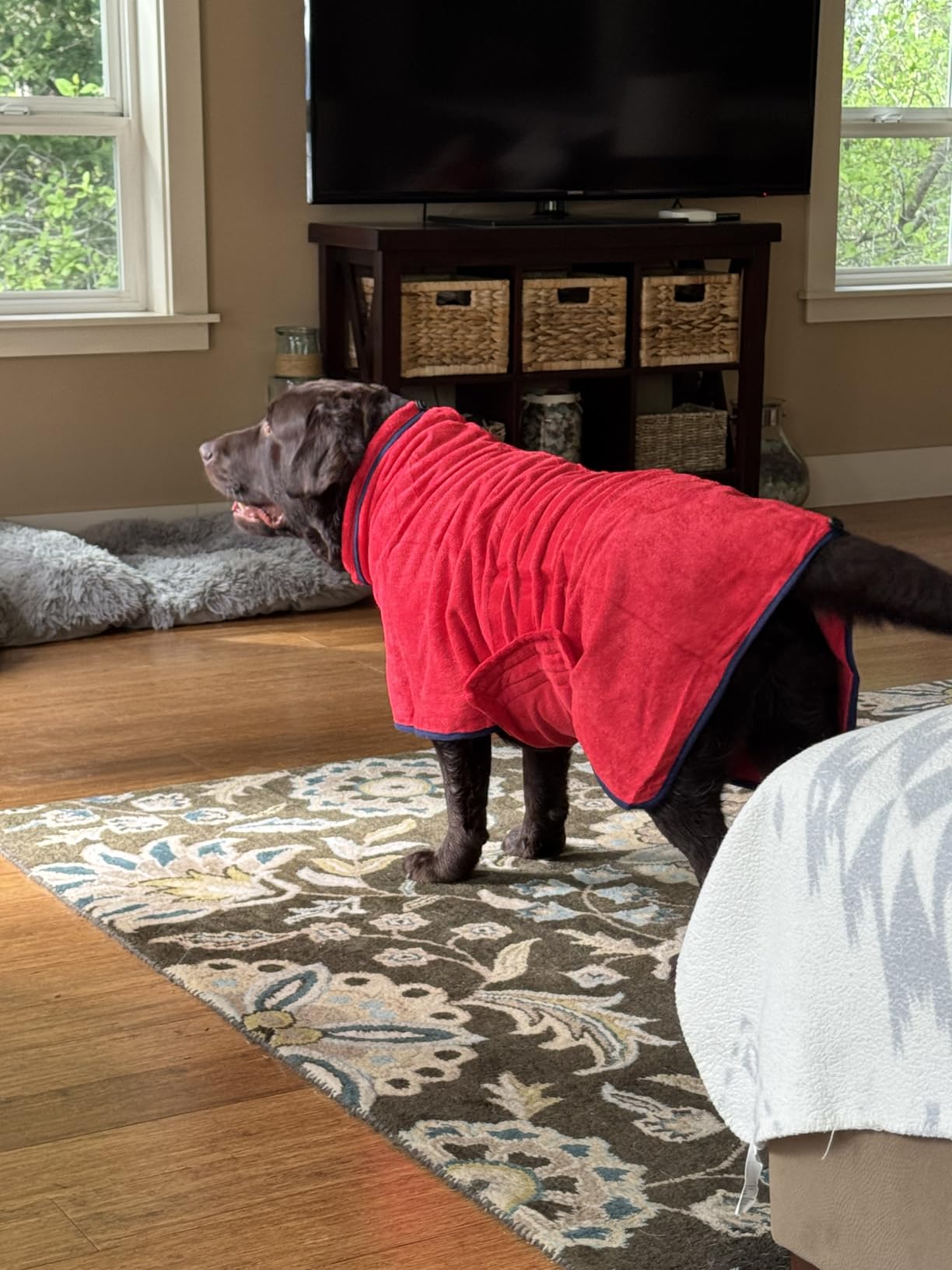 Dog Drying Coat, Microfiber Dog Drying Bag - Absorbent Pet Bathrobe for Dogs & Cats, Adjustable Collar & Belly Strap, Fast Drying Coat, Large Grey customer photo 2