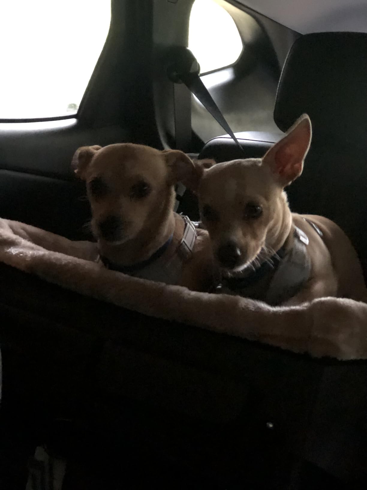 Petsfit Dog Booster Car Seat for Medium Dog or 2 Small Dogs with Patent Buckles, Washable Pad, Upgraded Pet Car Seat for Dogs Up to 45 lbs (Medium, Tan) customer photo 2