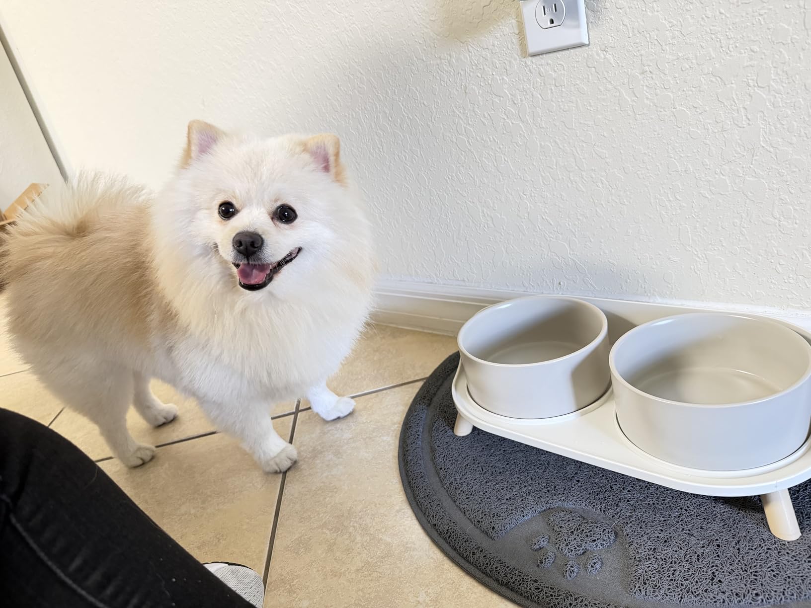Elevated Ceramic Dog Bowl Set - Double Dog Feeding Bowls with Stand Splash Proof - Raised Dishes for Food and Water - Ideal for Small to Medium Dogs - 2 x 720 ml - 11.3 oz - White customer photo 1