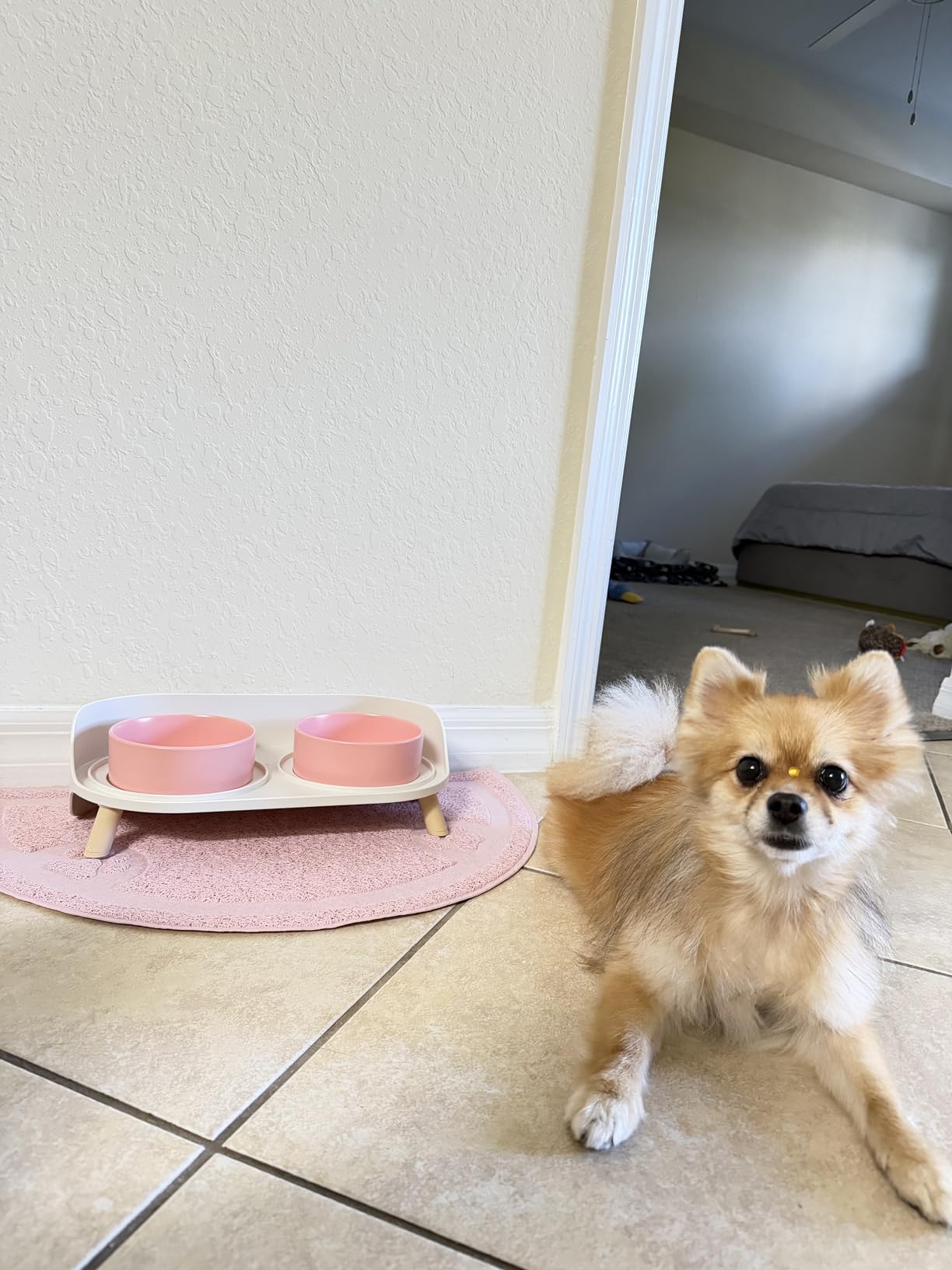 Elevated Ceramic Dog Bowl Set - Double Dog Feeding Bowls with Stand Splash Proof - Raised Dishes for Food and Water - Ideal for Small to Medium Dogs - 2 x 720 ml - 11.3 oz - White customer photo 2