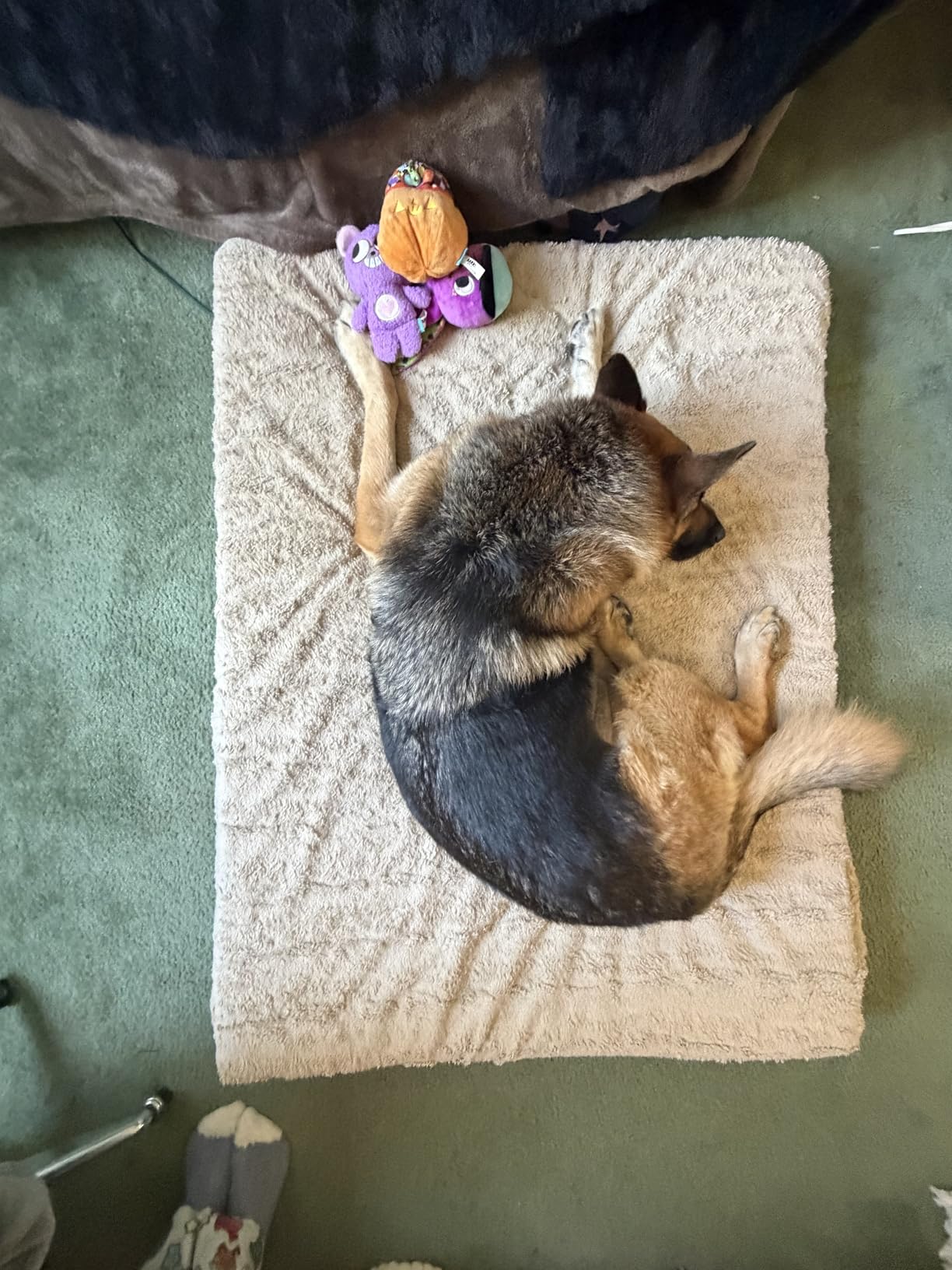 WNPETHOME Orthopedic Waterproof Extra Large Senior Dogs Bed for Comfy Sleep | XL Washable Pet Bed with Removable Cover, Multi-Needle Quilting XL Crate Bed for Large Sized Dog Relax, Light Grey 42x30 Inch customer photo 2