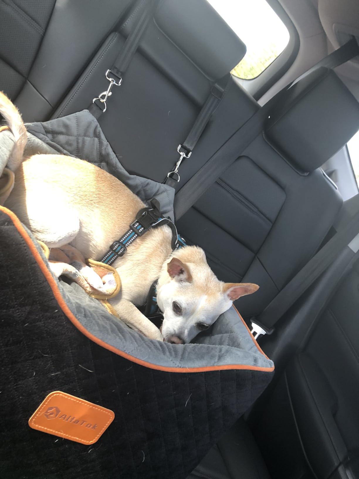 AlfaTok Memory Foam Booster Dog Car Seat with Washable Removable Cover, Elevated Pet Car Seat, Anti-Slip Sturdy Booster Seats for Small Dogs 35lbs, Seat Belt, Storage Pocket, Dog Blankets customer photo 1