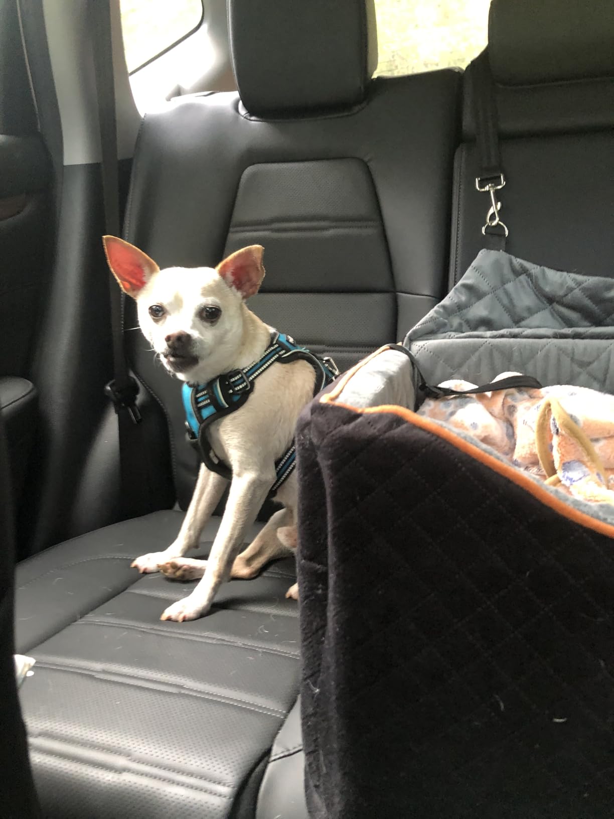 AlfaTok Memory Foam Booster Dog Car Seat with Washable Removable Cover, Elevated Pet Car Seat, Anti-Slip Sturdy Booster Seats for Small Dogs 35lbs, Seat Belt, Storage Pocket, Dog Blankets customer photo 2