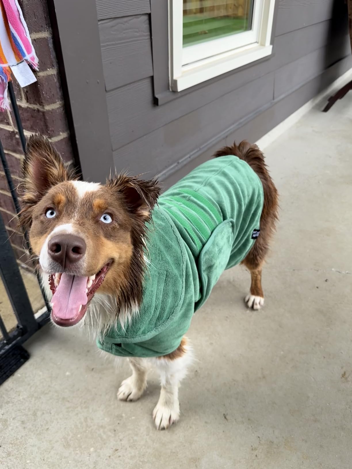 Tuff Pupper Fast Drying Dog Bath Robe | 800 GSM Plush Dog Towel Bathrobe/Dressing Gown | Super Absorbent Pet/Puppy Bathrobe | Adjustable Hood & Belly Strap | Super Soft | Fast Drying (XL, Blue) customer photo 1
