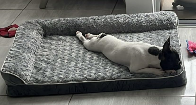 BFPETHOME Orthopedic Dog Beds for Large Dogs - Waterproof Sofa Dog Bed with Removable Washable Cover, Big Pet Bed with Waterproof Lining and Nonskid Bottom, Pet Bed for Large Dogs customer photo 1