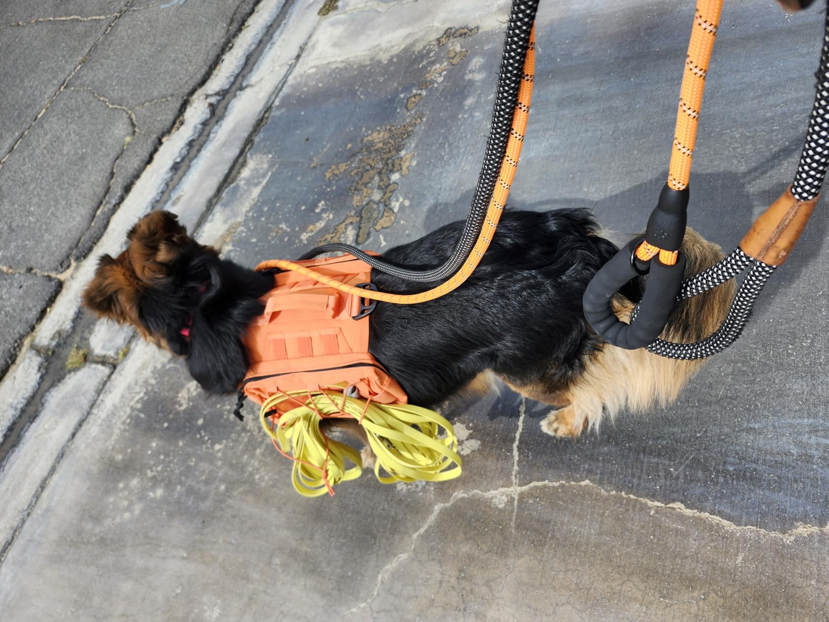 ONETIGRIS Dog Backpack for Medium & Large Dogs, Nylon Backpack for Dogs Tactical Pet Backpack with Side Pockets for Hiking Walking Training Running (Orange, Medium) customer photo 2