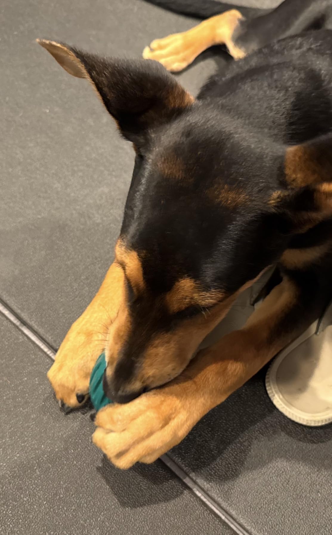 WOOF Pupsicle - Long-Lasting Interactive Dog Ball customer photo 1