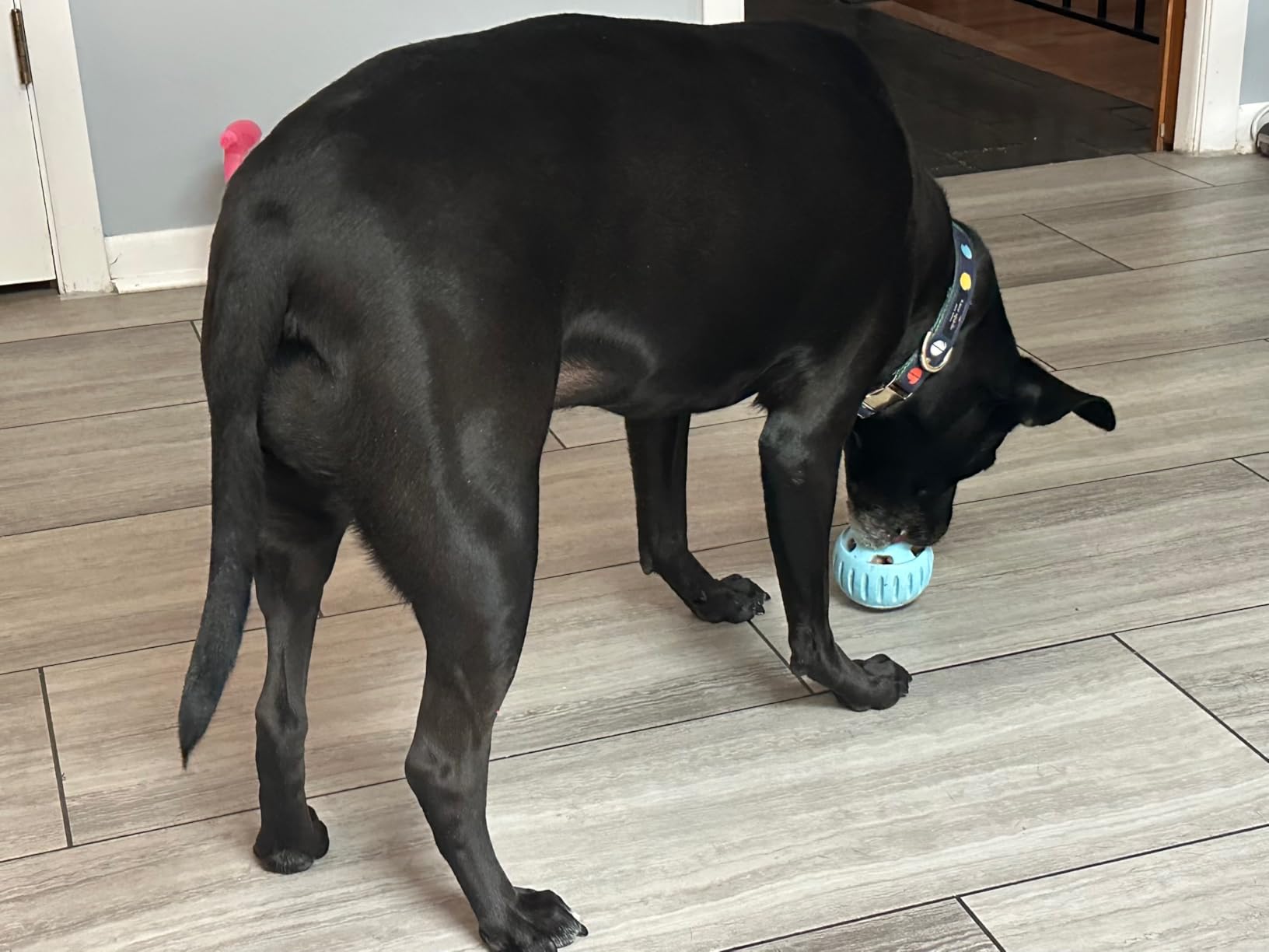 WOOF Pupsicle - Long-Lasting Interactive Dog Ball customer photo 2