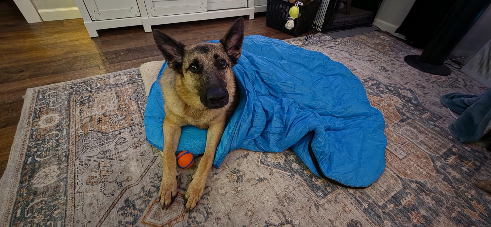 Glacial Blue Ultralight Dog Sleeping Bag with Packable Bed for Hiking, Camping and Outdoor Travel - Medium Size customer photo 1