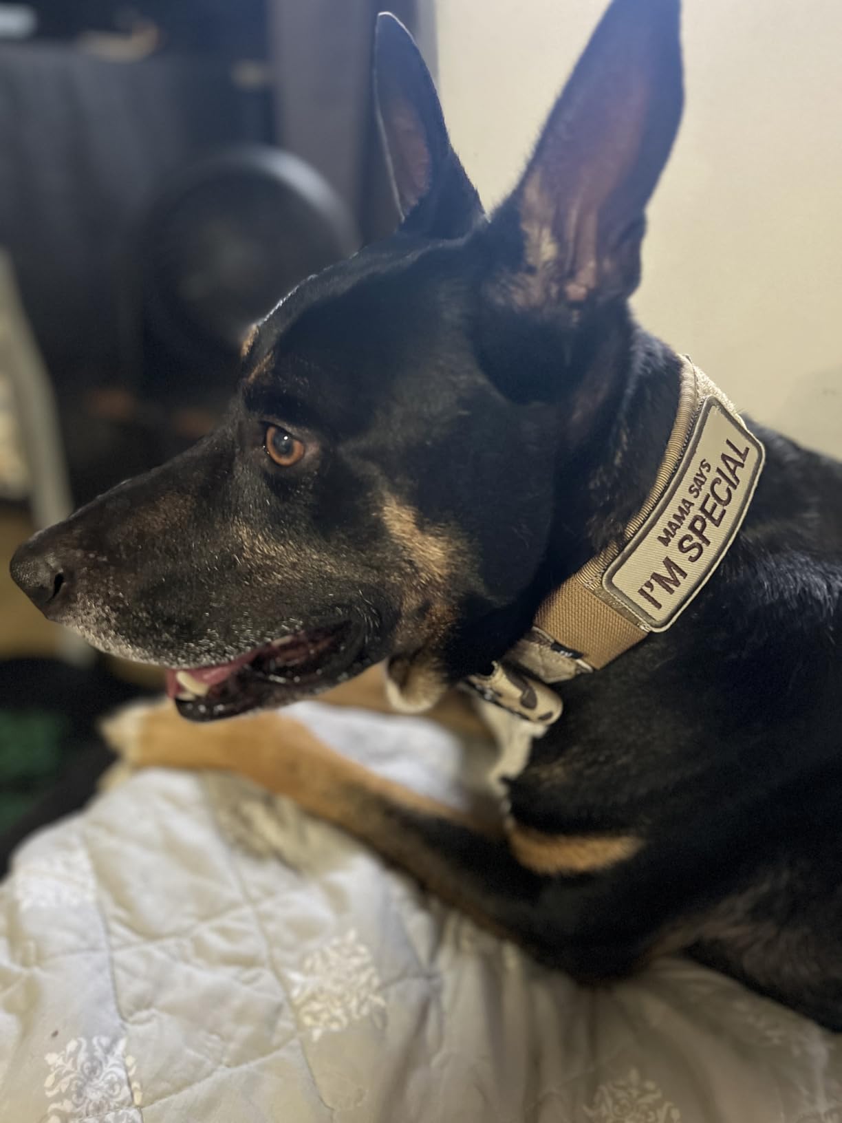 Tactical Dog Collar with Handle - Military Adjustable Dog Training Collar Soft Nylon and Heavy Duty Metal Buckle for Medium Large Dogs - with Patch (Black with Patch, X-Large) customer photo 2