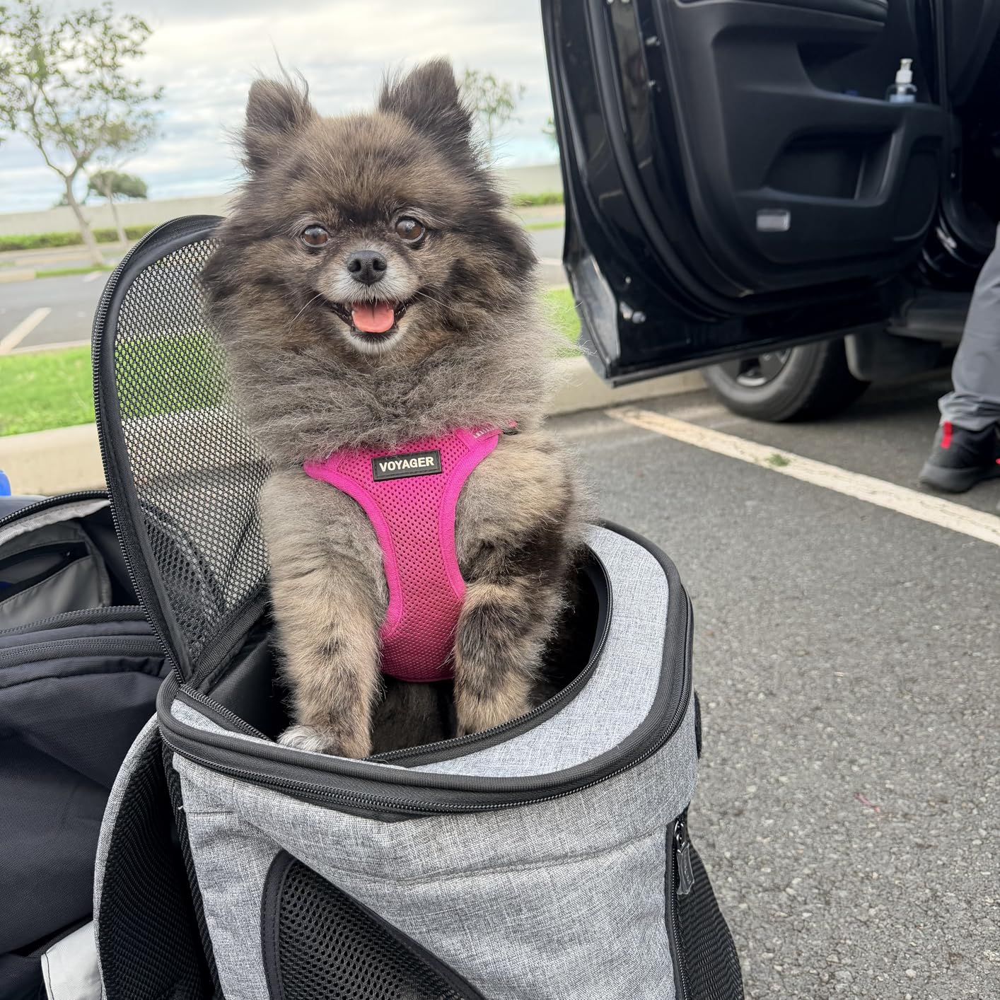 Petsfit Pet Backpack Carrier with Upgrade Waist Cushion Design to Better Fit The Waist, Suitable for Small and Medium Dogs Cats up to 18 Pounds customer photo 1