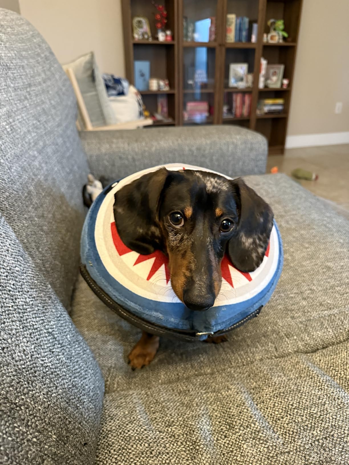 BEAUTYZOO Dog Cone Collar Alternative After Surgery,Pet Neck Donut E‑Collar | Soft Cone for Dogs to Stop Licking, Adjustable Recovery Collar for Large Medium Small Pets, Not Block Vision - Shark Blue, M customer photo 1