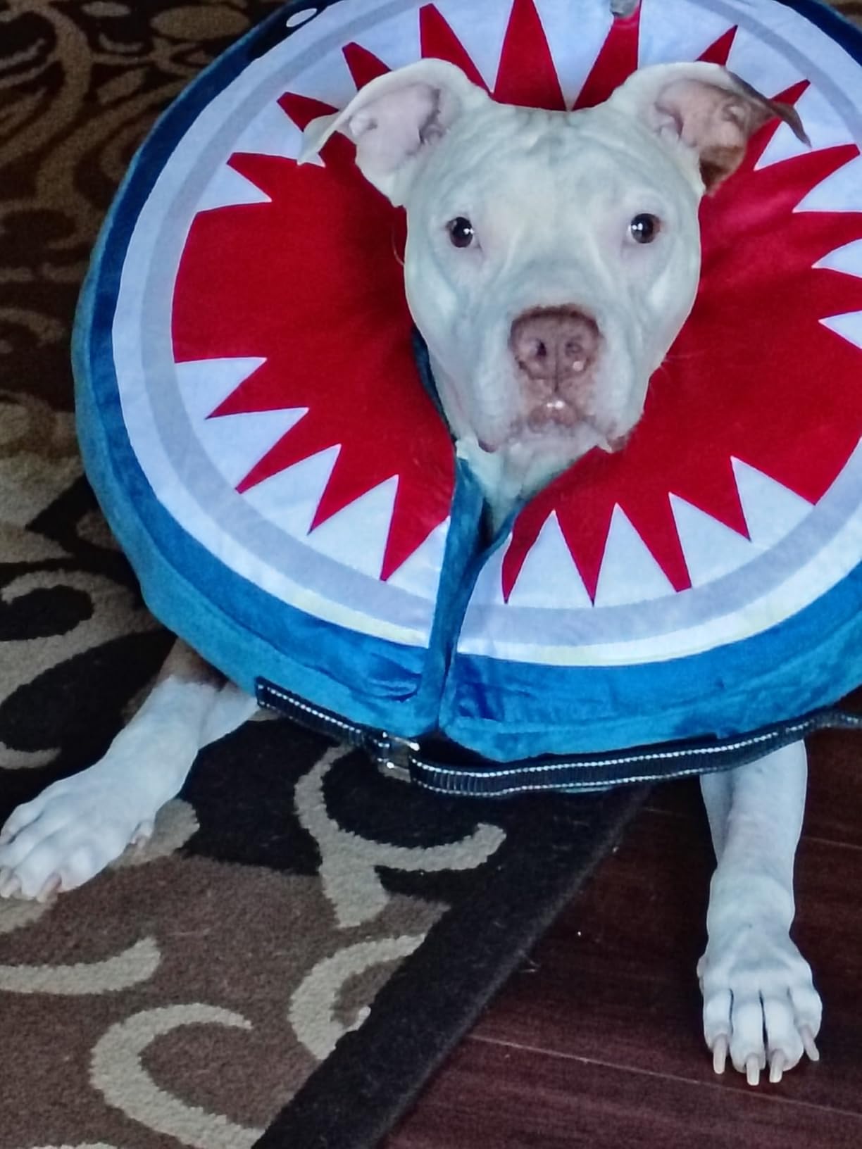 BEAUTYZOO Dog Cone Collar Alternative After Surgery,Pet Neck Donut E‑Collar | Soft Cone for Dogs to Stop Licking, Adjustable Recovery Collar for Large Medium Small Pets, Not Block Vision - Shark Blue, M customer photo 2