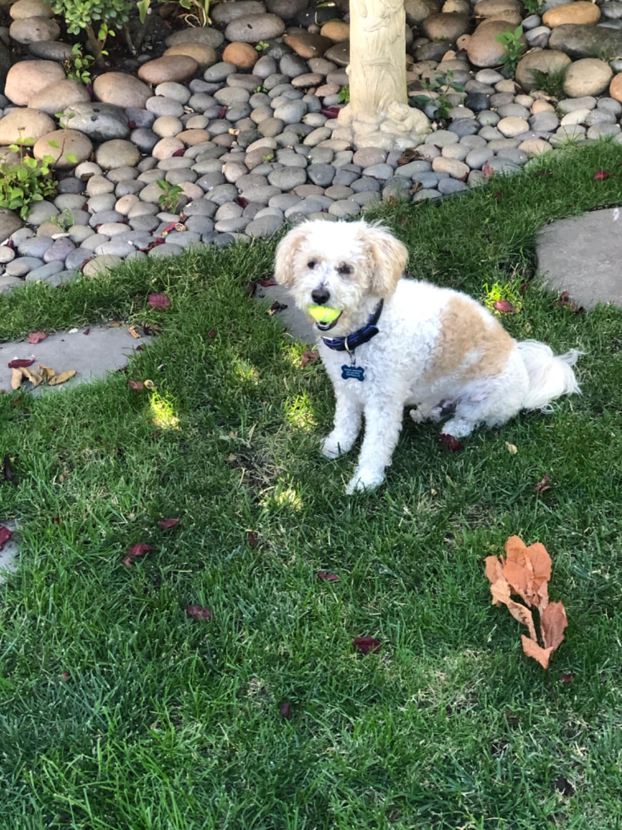 Franklin Sports Mini Tennis Ball Launcher Cannon for Fetch | Comfort-Grip Handle Design, Durable + Rugged Build, Keeps Dogs Active + Engaged, Eases Back Strain, Great For Small Breeds customer photo 1