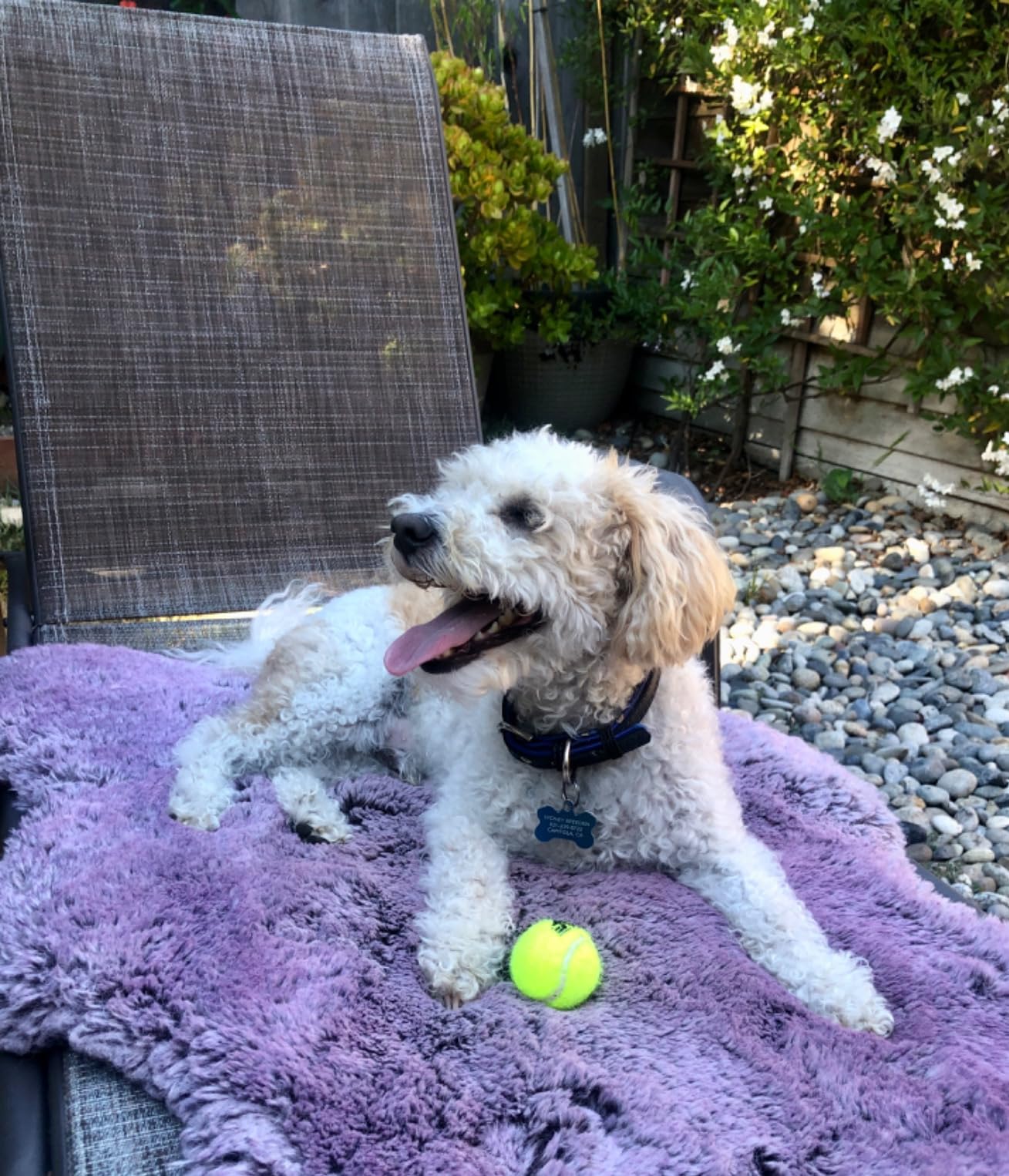 Franklin Sports Mini Tennis Ball Launcher Cannon for Fetch | Comfort-Grip Handle Design, Durable + Rugged Build, Keeps Dogs Active + Engaged, Eases Back Strain, Great For Small Breeds customer photo 2