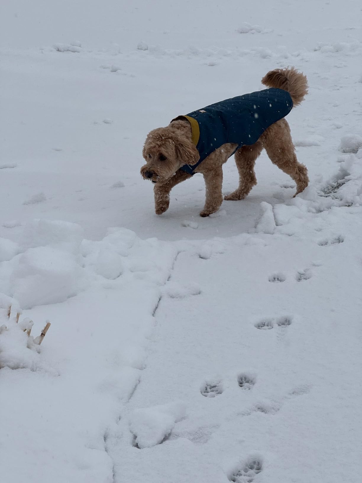 Ruffwear Stumptown Quilted Dog Jacket, Insulated Water-Resistant Winter Coat with Reflective Trim & Leash Portal customer photo 1