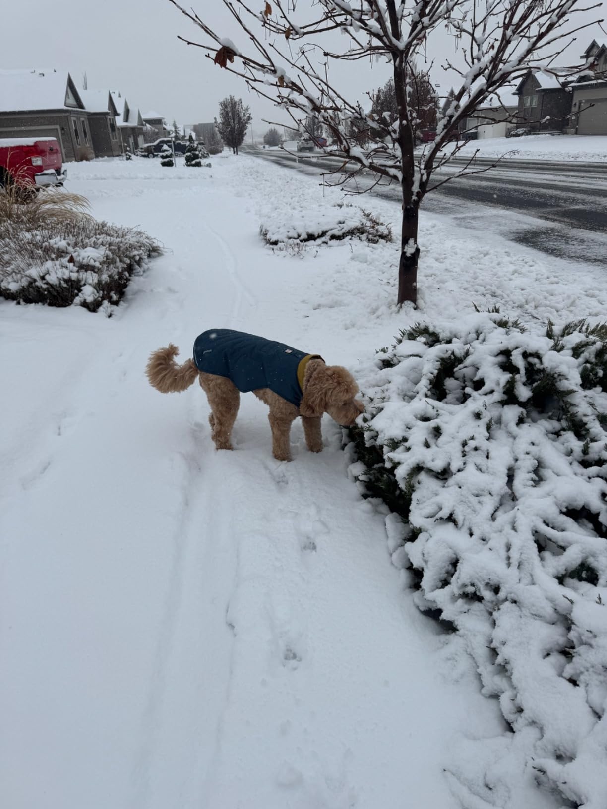 Ruffwear Stumptown Quilted Dog Jacket, Insulated Water-Resistant Winter Coat with Reflective Trim & Leash Portal customer photo 2