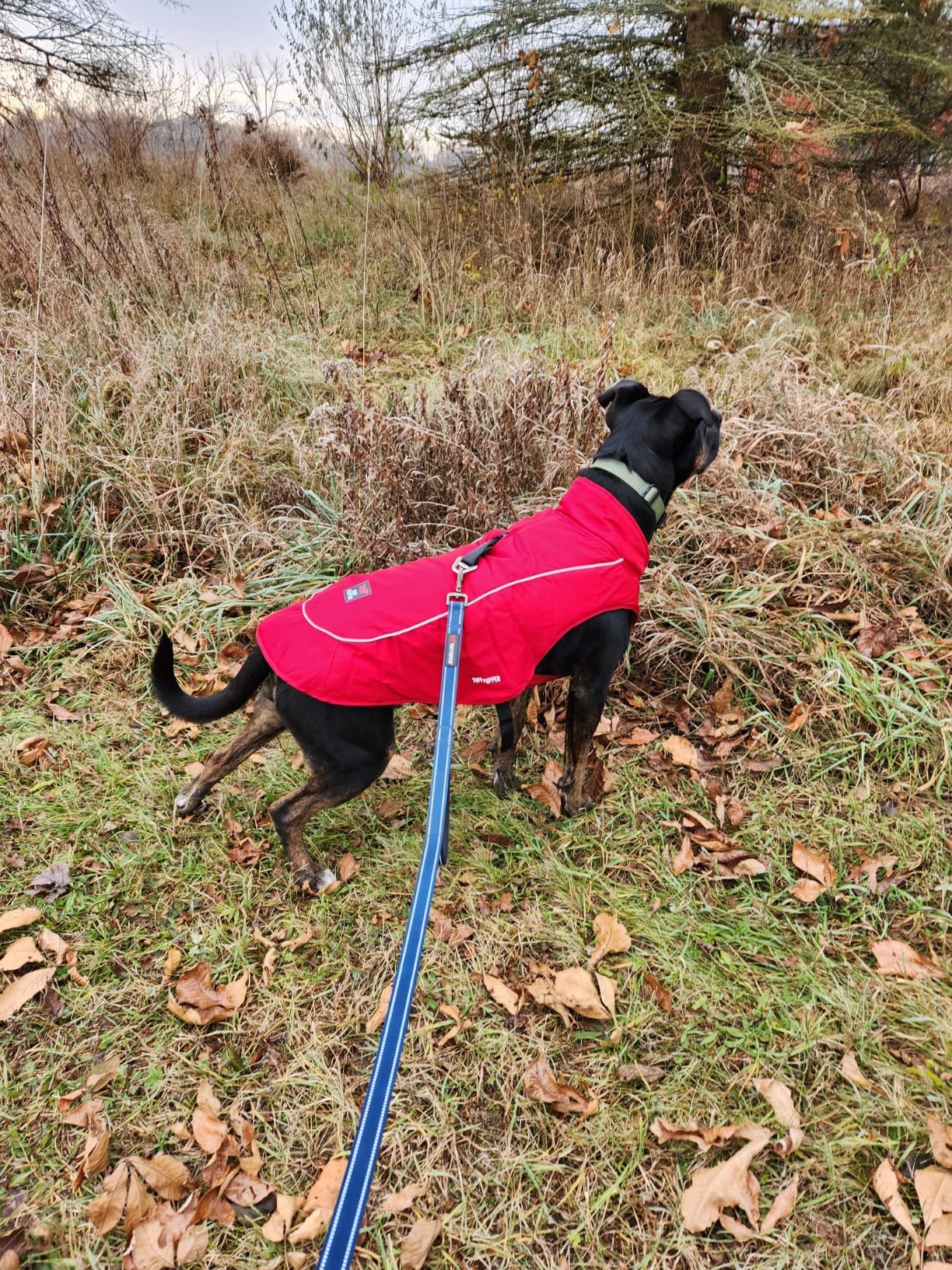 Tuff Pupper Insulated Winter Dog Coat | Waterproof Against Snow & Rain | Premium Padded Cold Weather Jacket | Reflective for Safety | Zipper Opening for Harness | Adjustable Sizing (Blue/M) customer photo 1