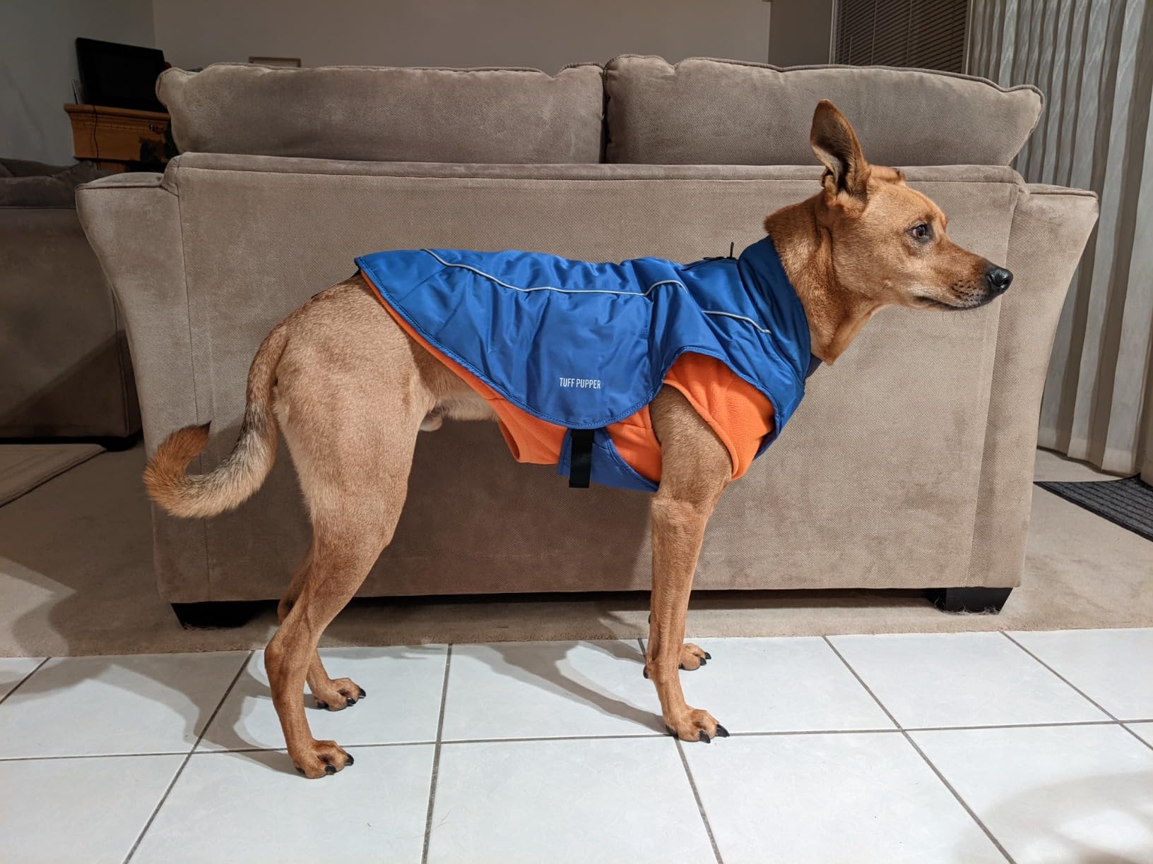 Tuff Pupper Insulated Winter Dog Coat | Waterproof Against Snow & Rain | Premium Padded Cold Weather Jacket | Reflective for Safety | Zipper Opening for Harness | Adjustable Sizing (Blue/M) customer photo 2