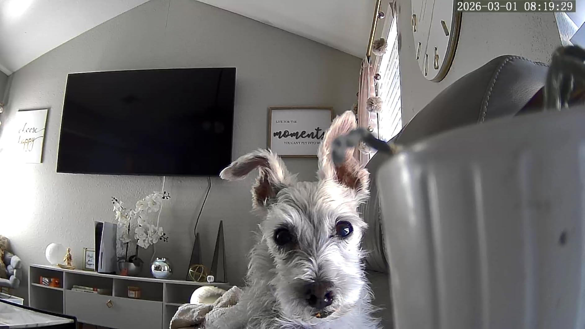Cinnado 2K Security Camera Indoor for Pet/Dog/Baby with Phone App, D1 1Pack customer photo 2