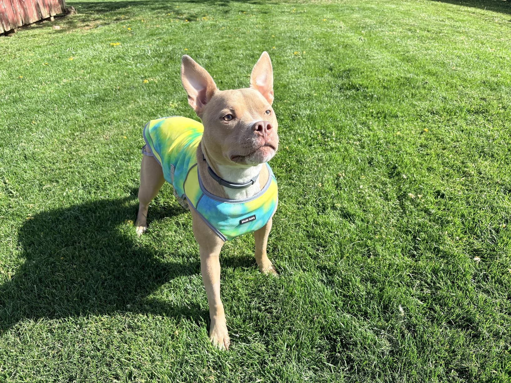 Spark Paws Dog Cooling Vest - SPF 50 UV Sun Protection - Summer Heat Relief Gear for Dogs, Lightweight, Evaporative Cooling - Dog Anxiety Relief Vest During Hot Days - Snowcone, Small customer photo 1