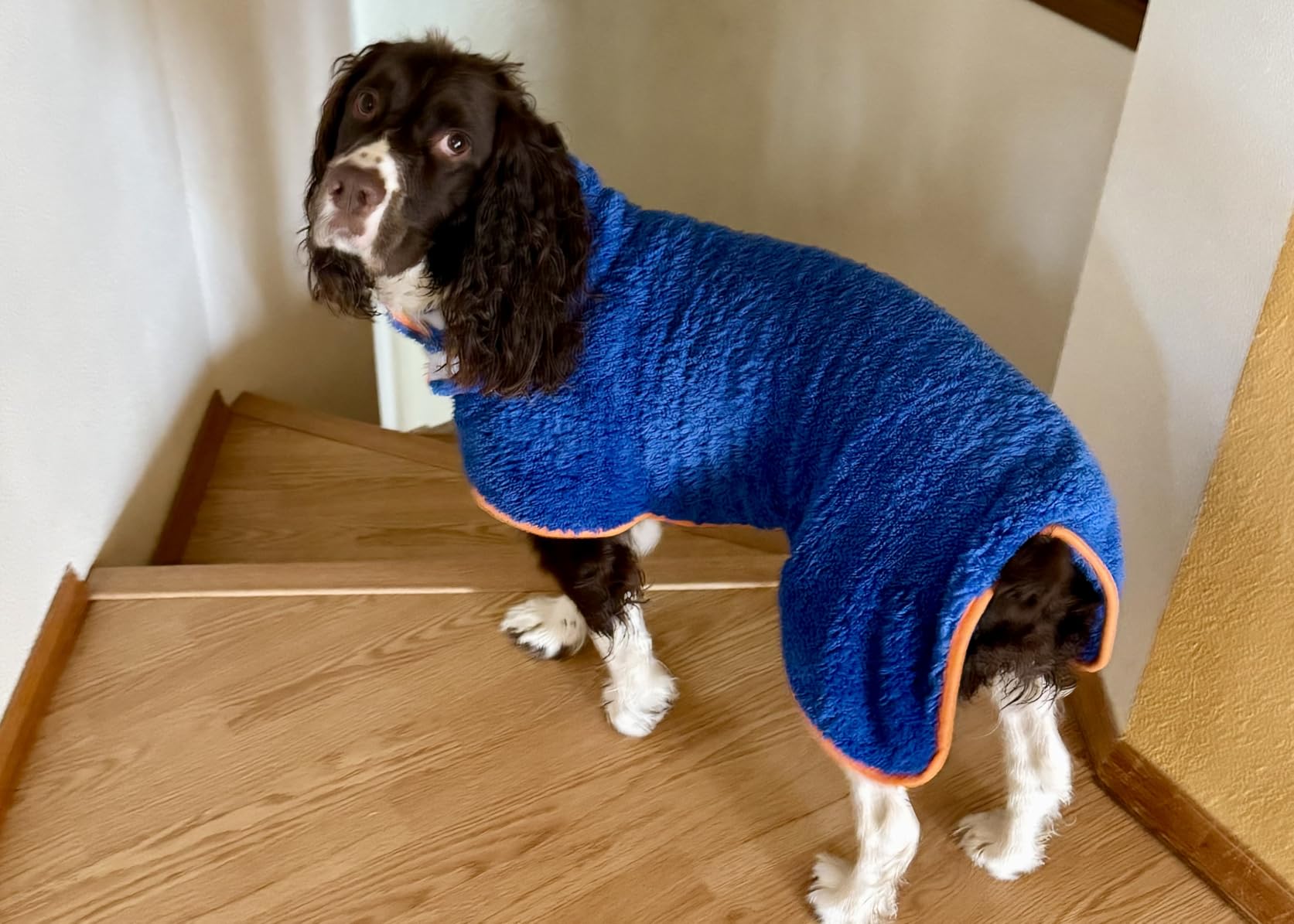 Bienbee Dog Bathrobe, Quick Drying Super Absorbent Pet Robes for Small Medium Large Dogs, Drying Coat for After Bath & Swim, Warm & Cozy Dogs Towels, Dog Puppy Bath Supplies, Dark Blue XL customer photo 2