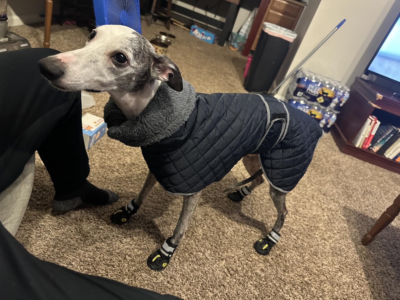 Geyecete Greyhound Fleece Jumper, Greyhound Dog Winter Coat, Whippet Winter Coat Waterproof Windproof Outdoor Dog Apparel for Whippet Lurcher Salukis - Red-XS customer photo 1