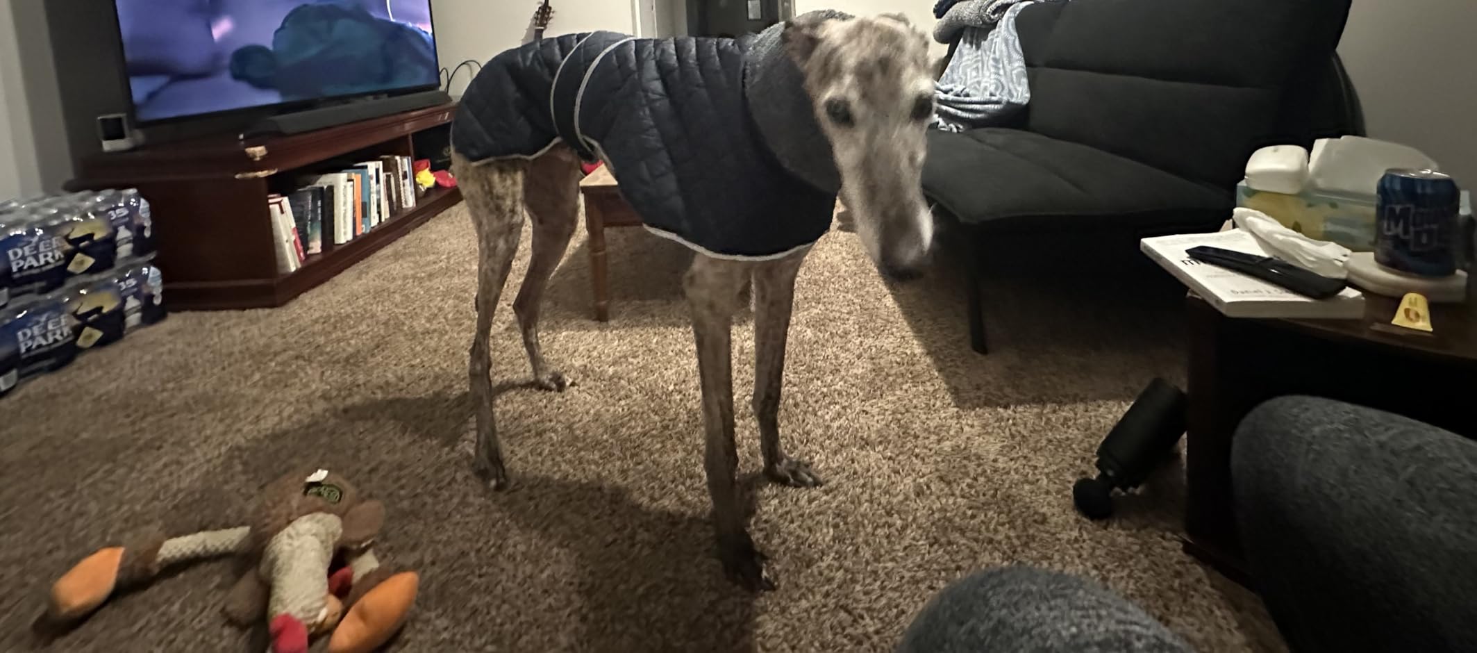 Geyecete Greyhound Fleece Jumper, Greyhound Dog Winter Coat, Whippet Winter Coat Waterproof Windproof Outdoor Dog Apparel for Whippet Lurcher Salukis - Red-XS customer photo 2