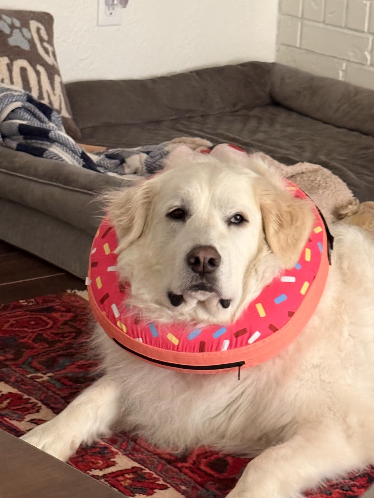Supet Inflatable Dog Cone Collar Alternative After Surgery, Doggie Neck Donut Collar Recovery ECollar, Soft Dog Cone for Small Medium Large Dogs customer photo 1