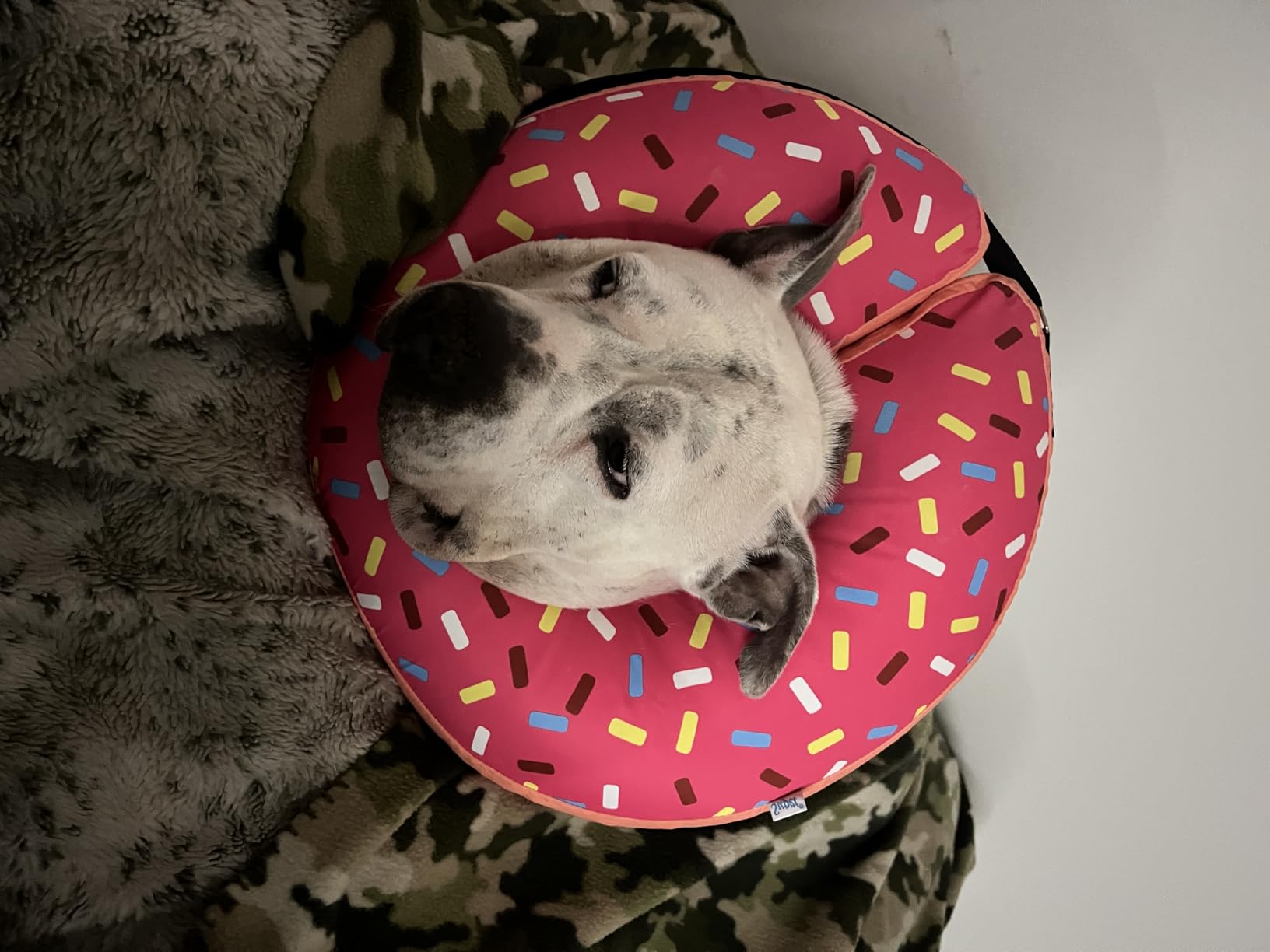 Supet Inflatable Dog Cone Collar Alternative After Surgery, Doggie Neck Donut Collar Recovery ECollar, Soft Dog Cone for Small Medium Large Dogs customer photo 2