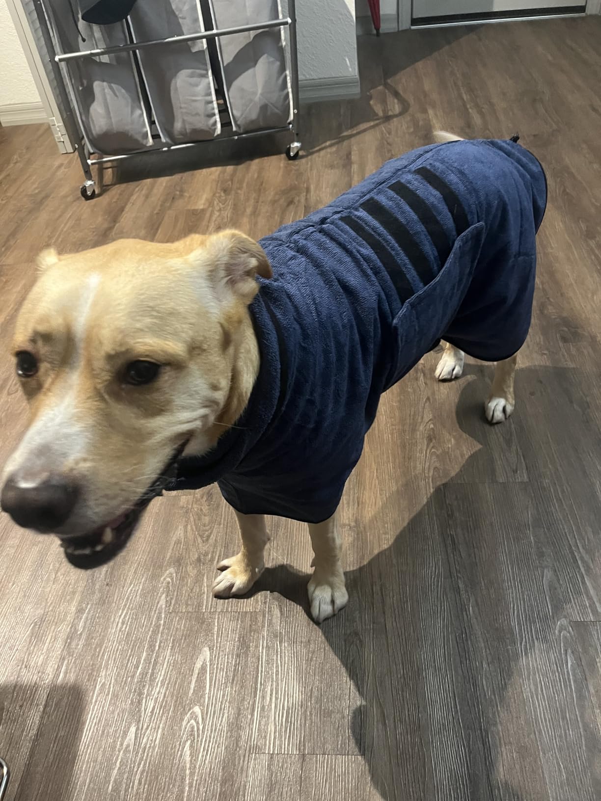 Microfibre Dog Bathrobe Towel Wrap Super Absorbent Dog Drying Coat Bath Robe for Puppy, Medium & Large Dogs, Fast Drying, Adjustable customer photo 1