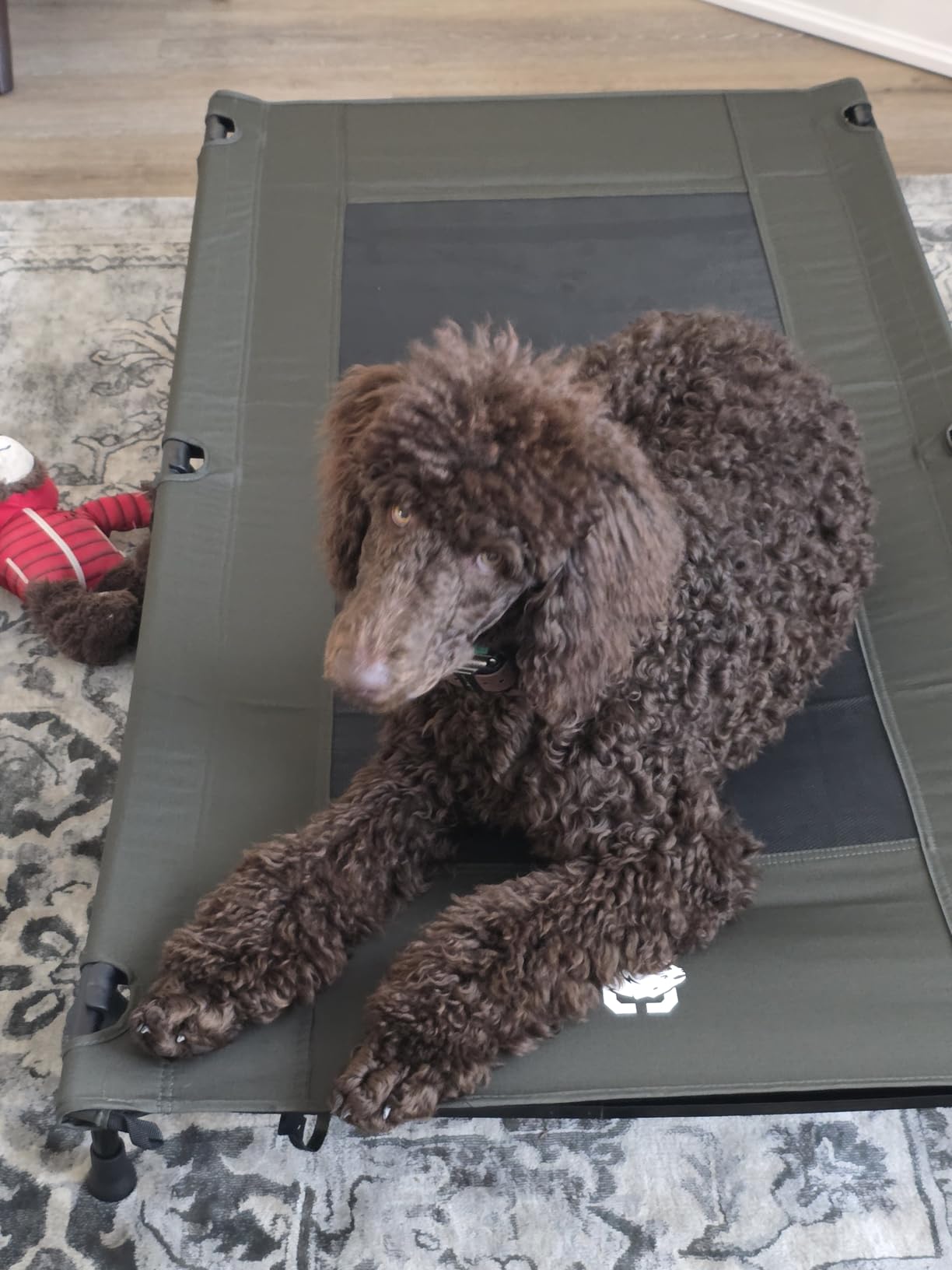 ONETIGRIS Elevated Dog Bed, Outdoor Dog Cot Large Raised Dogs Bed with Chew Proof Mesh, No-Slip Portable Dogs Cot Bed for Indoor & Outdoor Portable customer photo 2