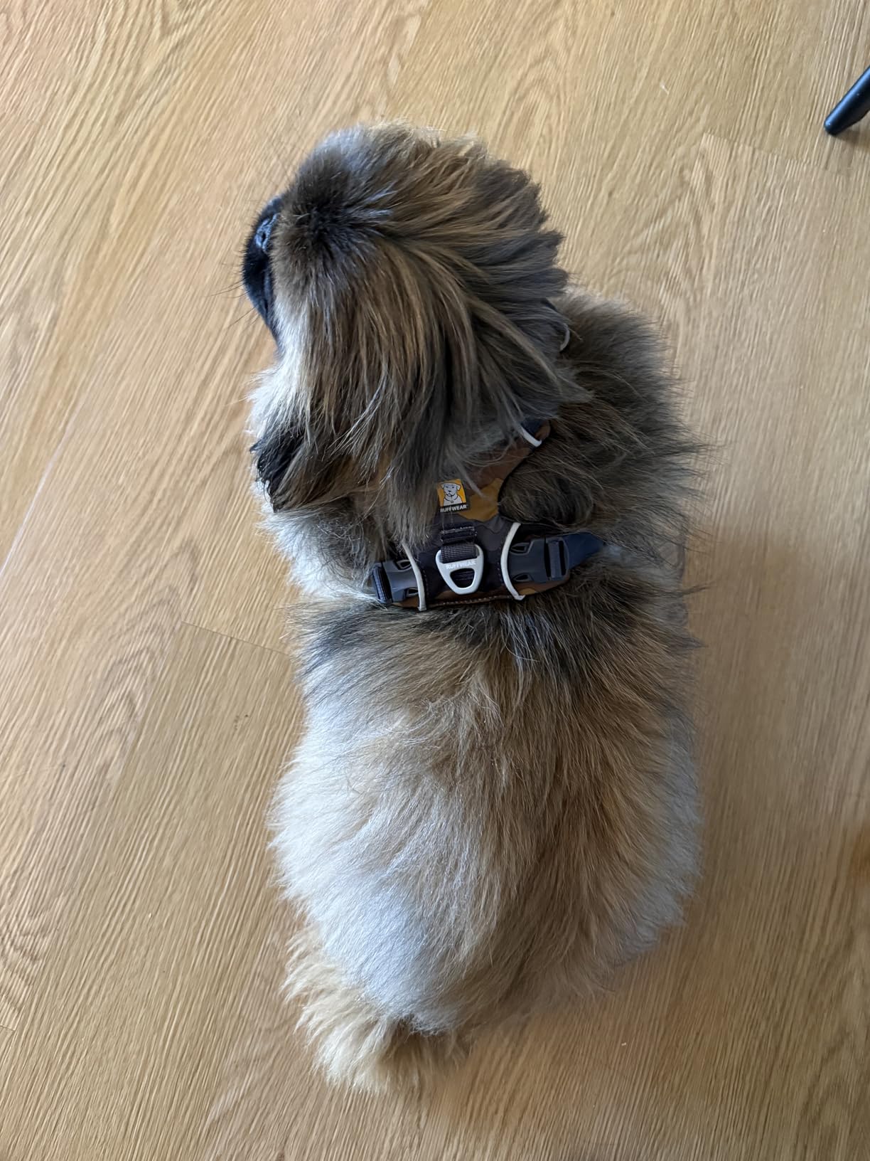 Ruffwear, Front Range Dog Harness, Reflective Soft Padded Harness with Dual Leash Clips, Adjustable and Lightweight Fit for Training or Walking for All Dogs customer photo 2