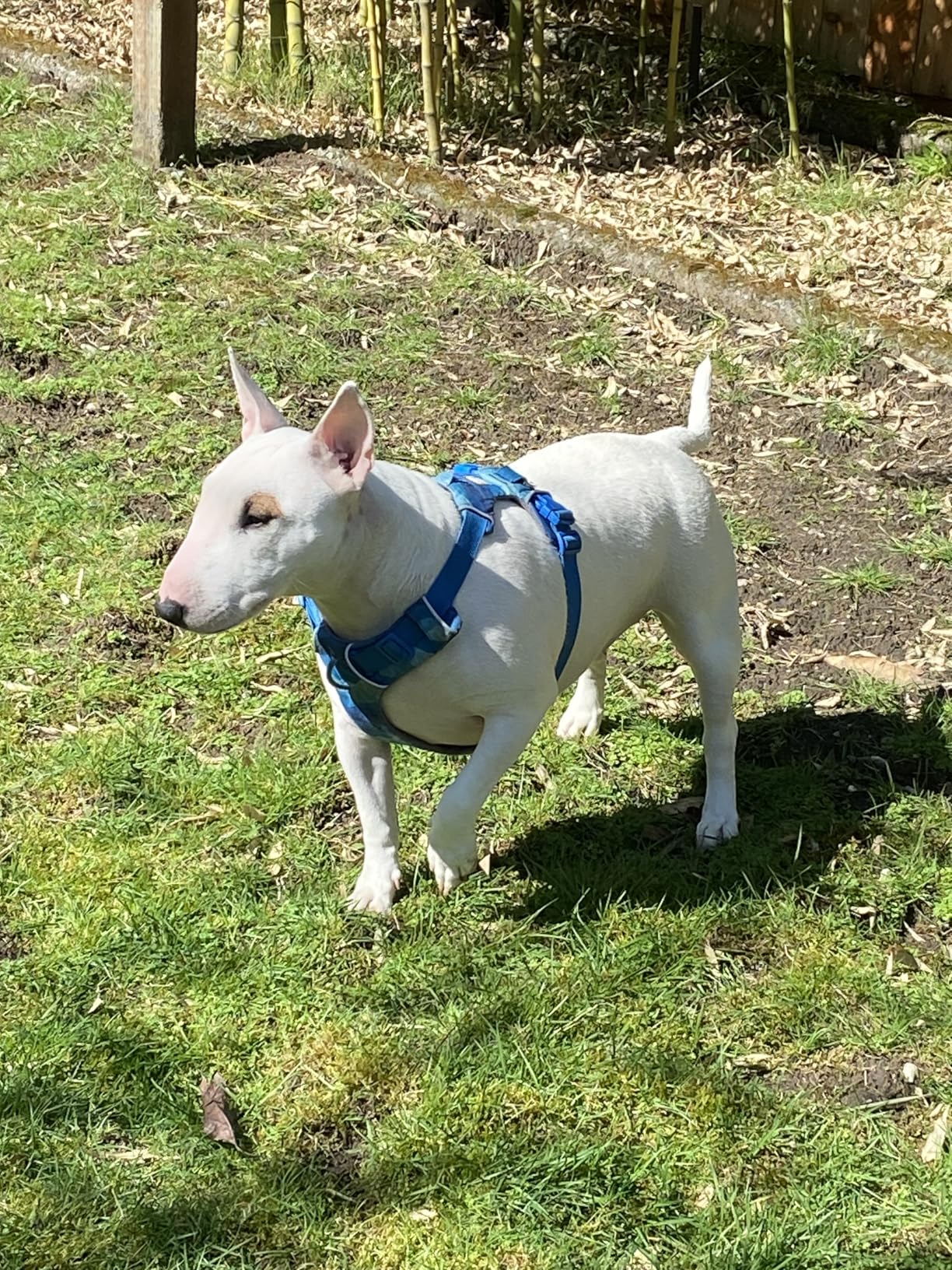 Ruffwear, Front Range Dog Harness, Reflective Soft Padded Everyday Harness with Dual Leash Clips, Adjustable and Lightweight Fit for Training or Walking for All Dogs, Moonlight Mountains, Medium customer photo 1