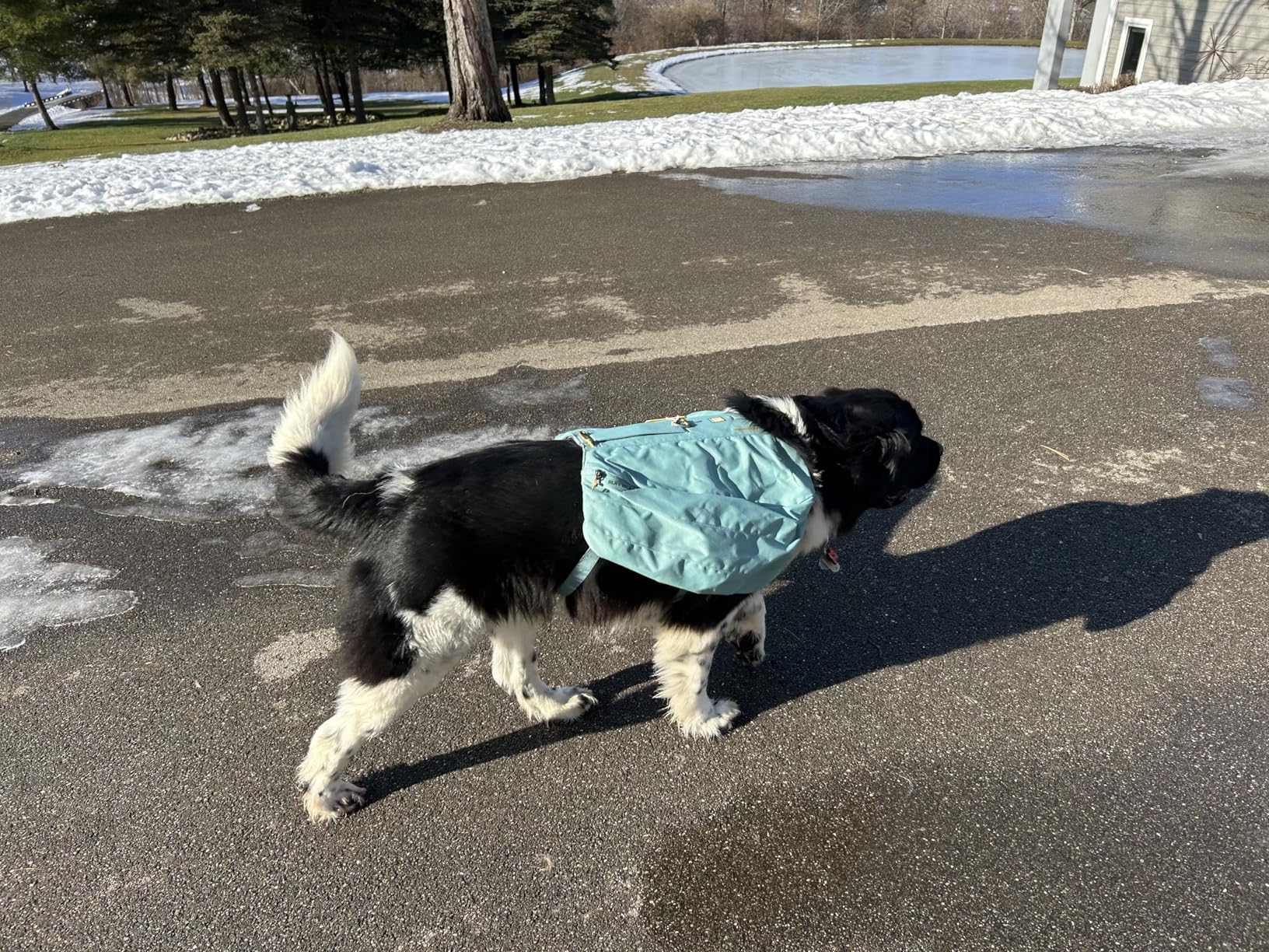 Ruffwear Front Range Day Pack, Dog Backpack with Saddlebags, 5-Point Adjustment, 3 Leash Points, Padded Handle, Reflective Trim, Medium customer photo 1