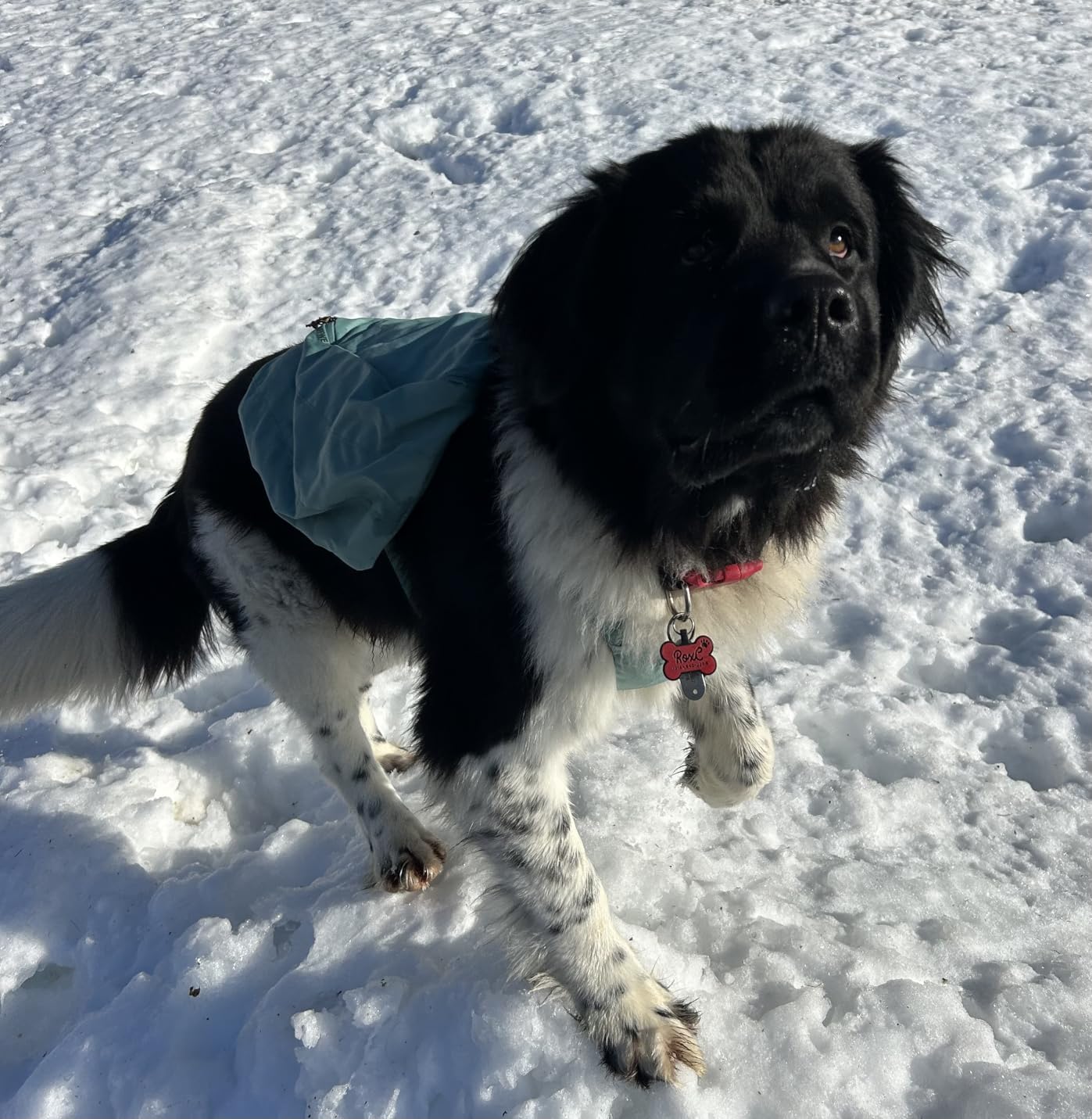 Ruffwear Front Range Day Pack, Dog Backpack with Saddlebags, 5-Point Adjustment, 3 Leash Points, Padded Handle, Reflective Trim, Medium customer photo 2