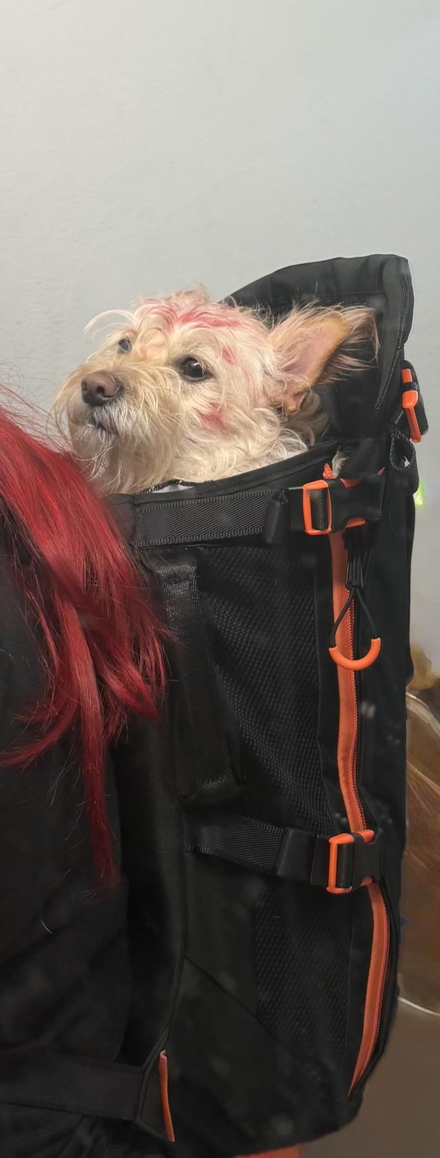 Maxine One Dog Backpack Carrier for Medium Dogs by Little Chonk | Adjustable & Ergonomic Front Facing Dog Carrier Backpack | Built to be Safer | Featured in Wired Magazine customer photo 2