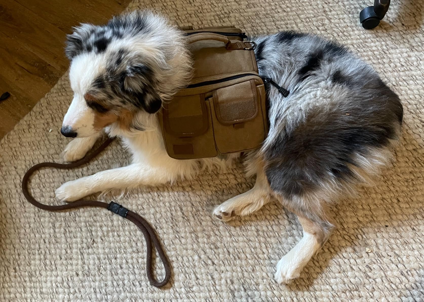 ONETIGRIS Dog Hiking Backpack, Dog Pack for Medium Large Dogs, HOPPY CAMPER 3.0 Dogs Saddle Bag Harness Outdoor Hiking (M, Brown) customer photo 2
