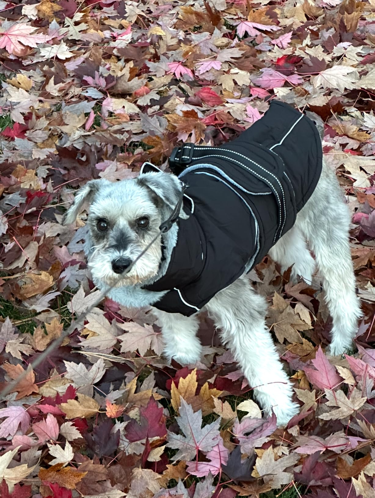 Lelepet Dog Coat Waterproof Dog Jacket Reflective Fleece Vest with Adjustable Buckle & Leash Hole Windproof Cold Weather Coats for Small Medium Large Dogs, Warm Hunting Vest, Orange, M customer photo 2